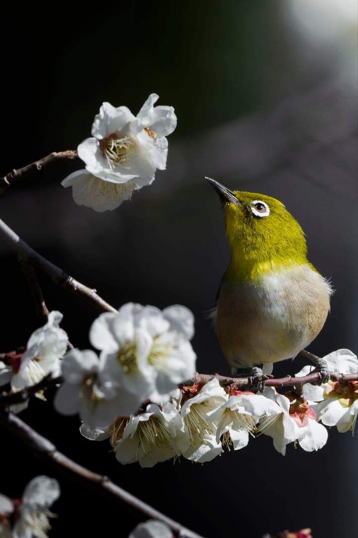 美品 Nikon AF-S 500mm F5.6 E PF ED VR