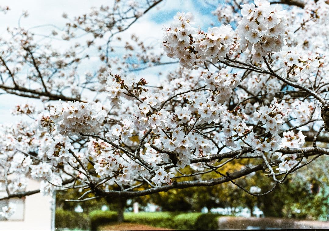 マミヤユニバーサルプレス実写済み100mm/3.5、6×7.6×9ホルダーセット