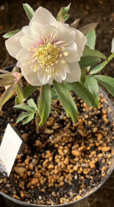 クリスマスローズ　ウィンターシンフォニー　静　dd　整形