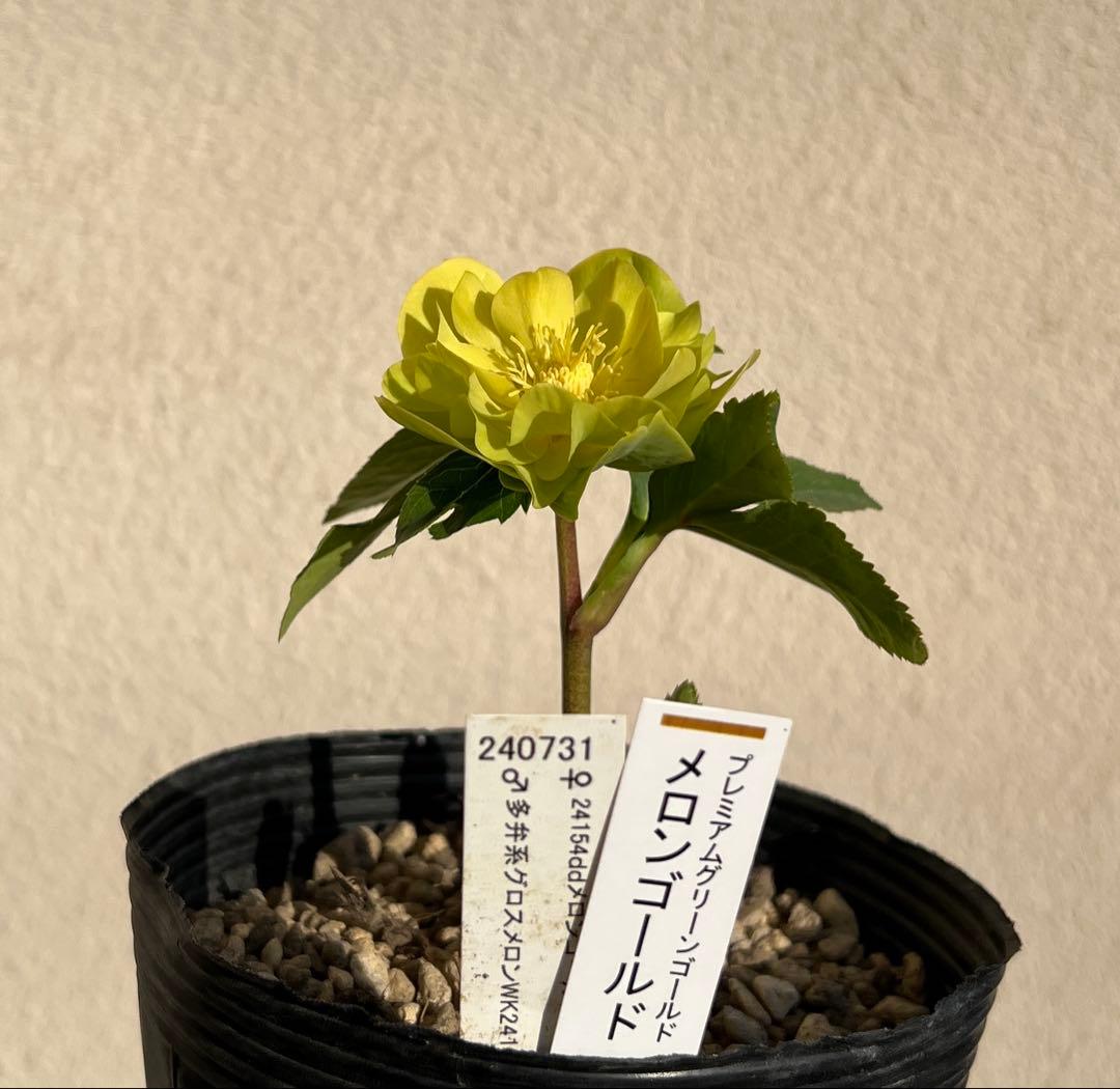 メロンゴールド　加藤農園　クリスマスローズ　開花株