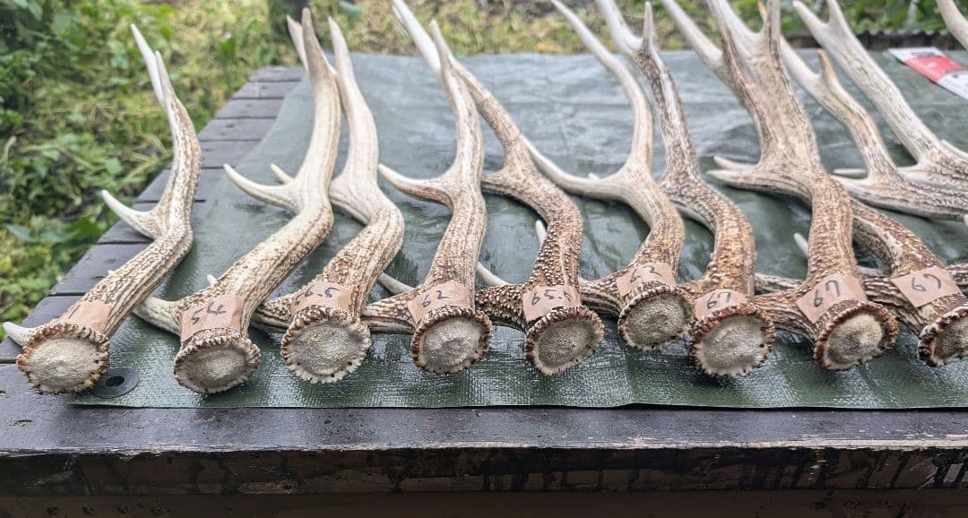 蝦夷鹿の落ち角「※31本セット」