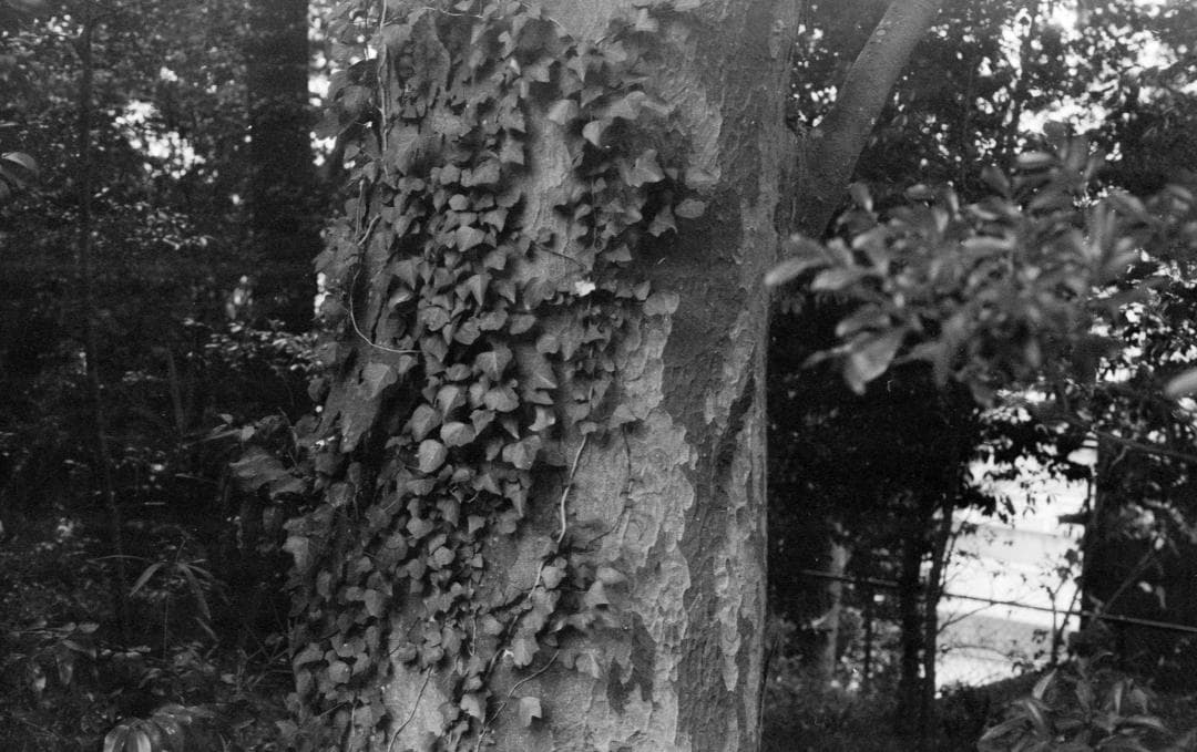 ＜動作美品＞作例あり　Canon AE-1 Program 50mm F/2