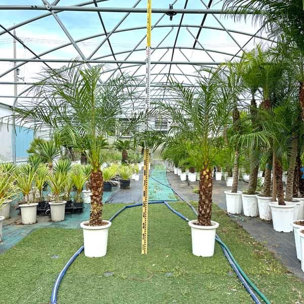 フェニックスロベレニー　ヤシ　ロベヤシ　ヤシの木