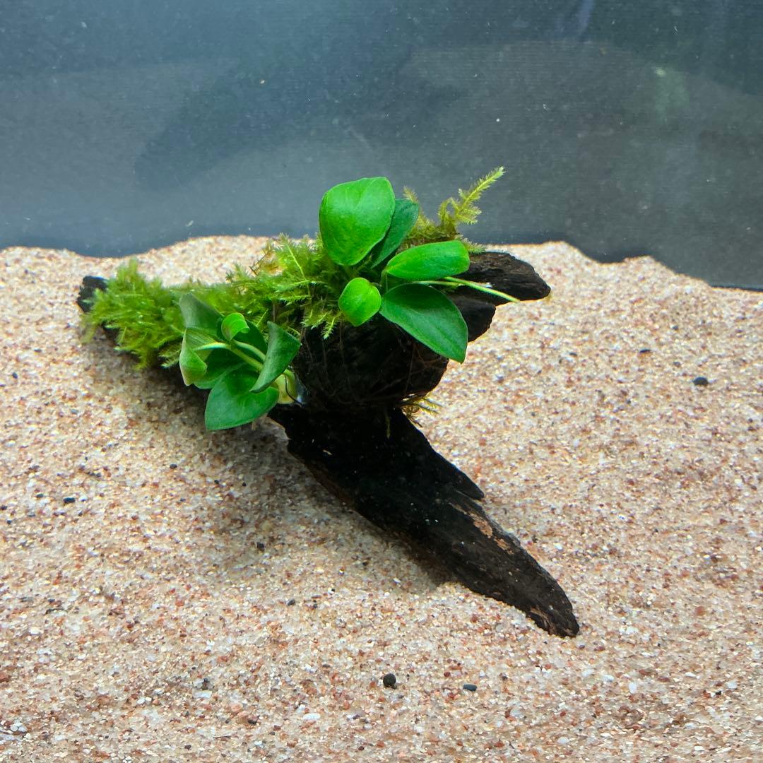 【第四種郵便】良型！ジャワモス活着ブセ2種付流木とG南米プチ