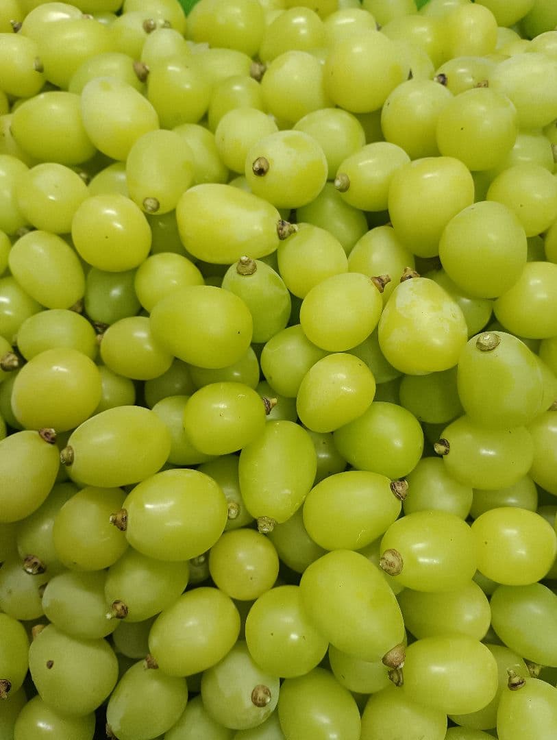パンダさん専用品。シャインマスカット徳用5.5キロ入りの大粒グリーン多めの粒