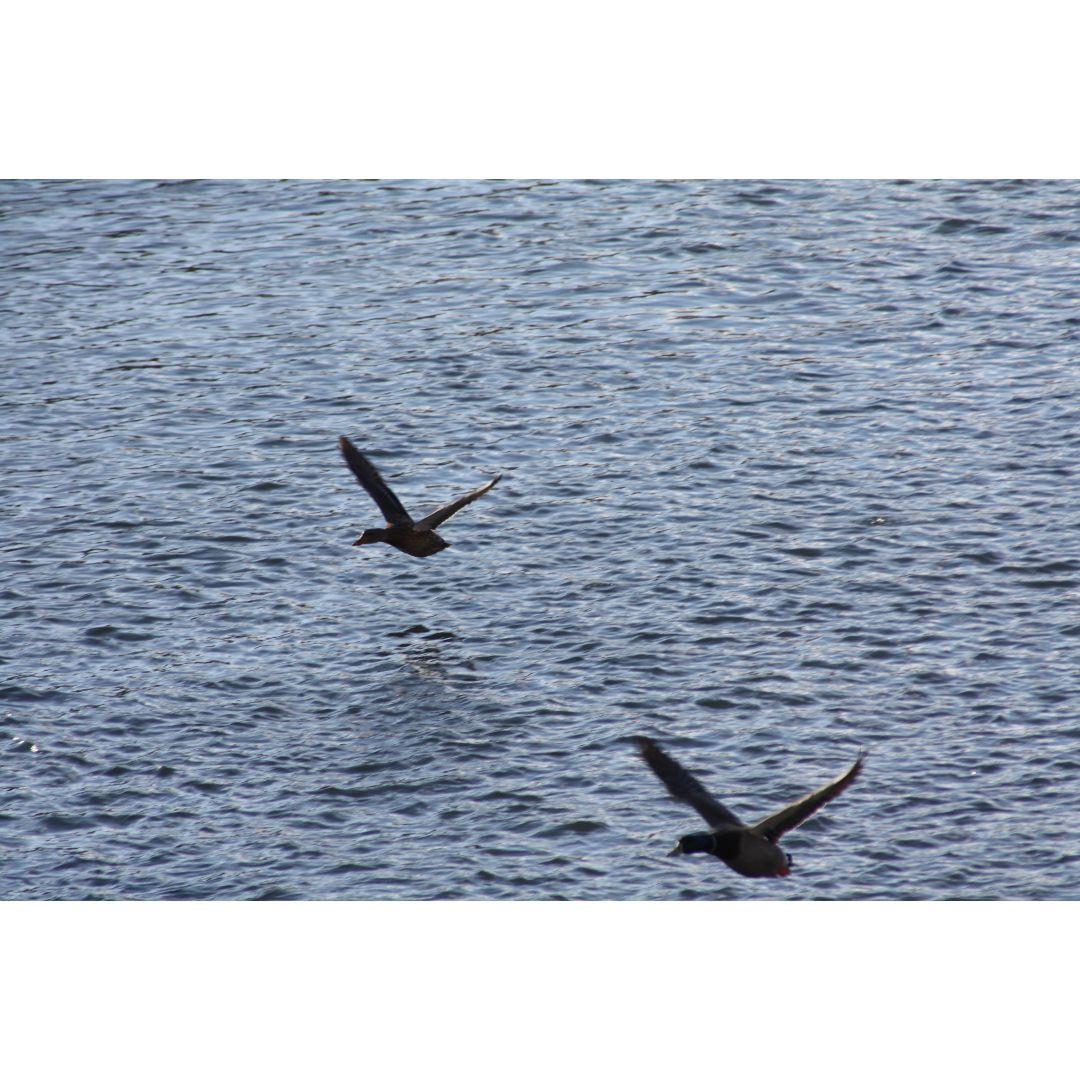 ❤即購入1000円OFF❤ Canon Kiss X2 超望遠 ダブルレンズ