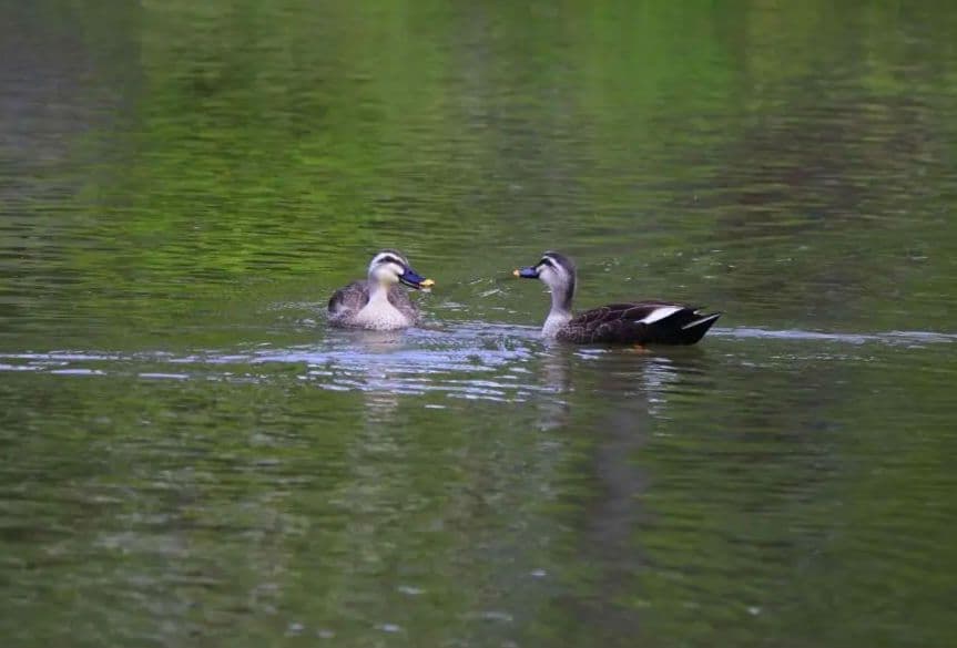 Canon EF-S55-250mm F4-5.6 IS II　フード付き