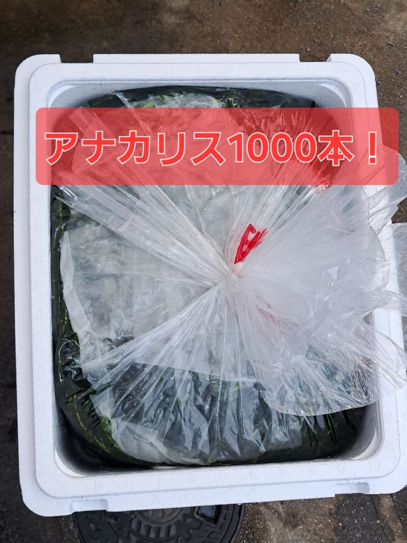 【専用ページ】天然アナカリス、1000本