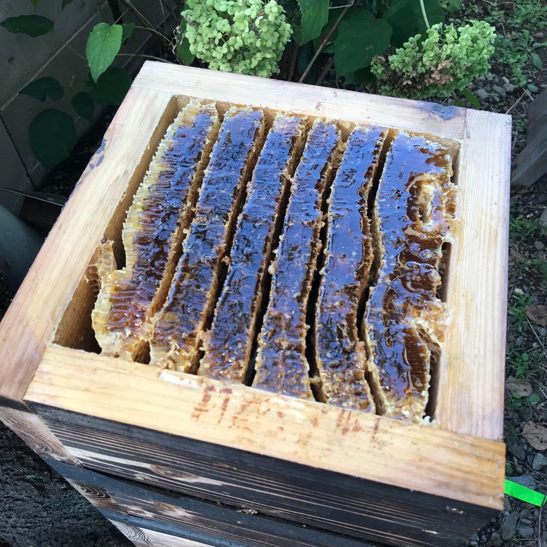 日本みつばちの搾り蜂蜜　970g x 2本 非加熱　無添加　フルーティー