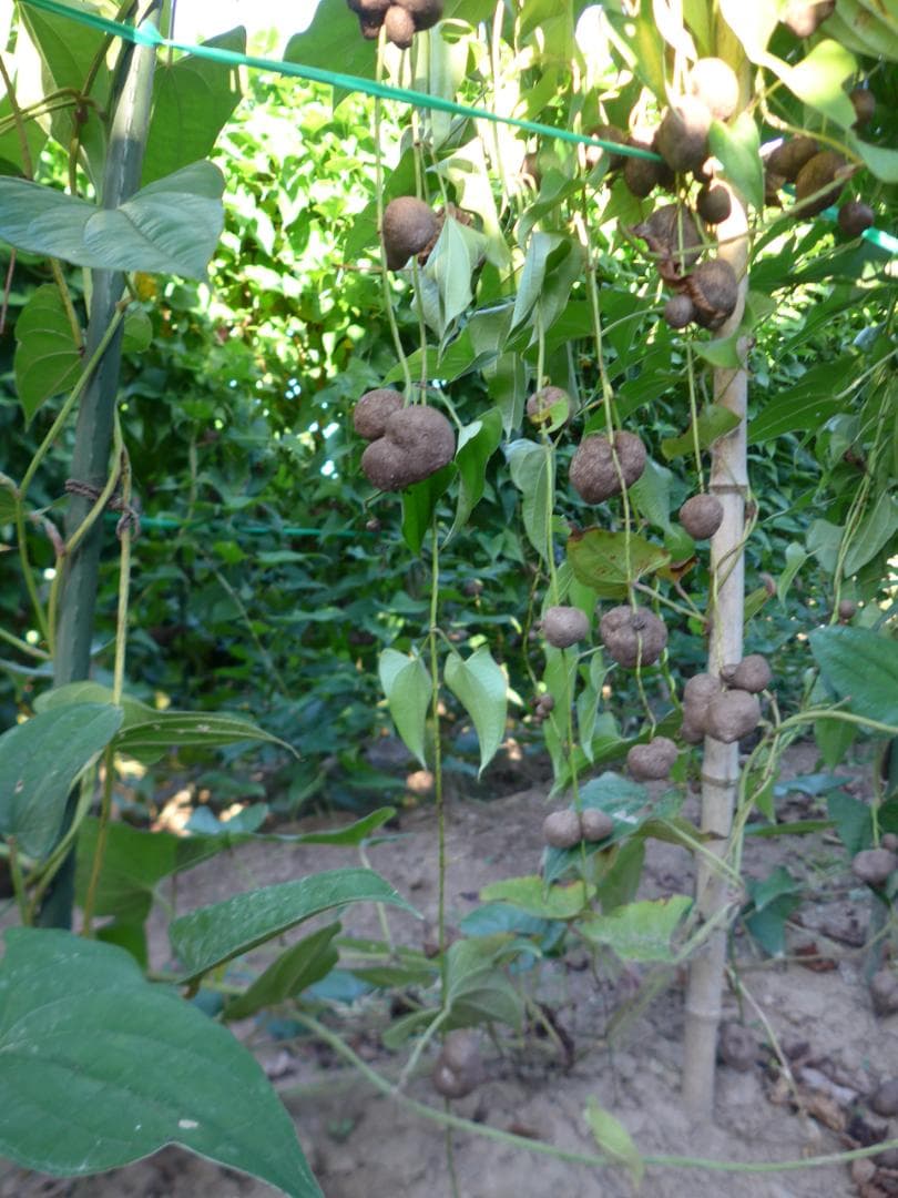 【専用出品】紫山芋のむかご20g～50g合計400個を特別販売!