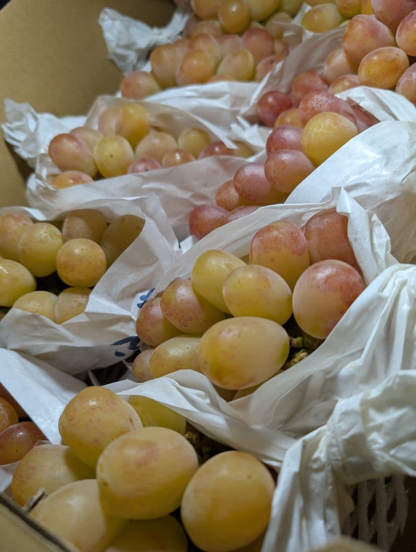 山梨県産ぶどう　スカーレット　10房入り　箱込み約5.2kg