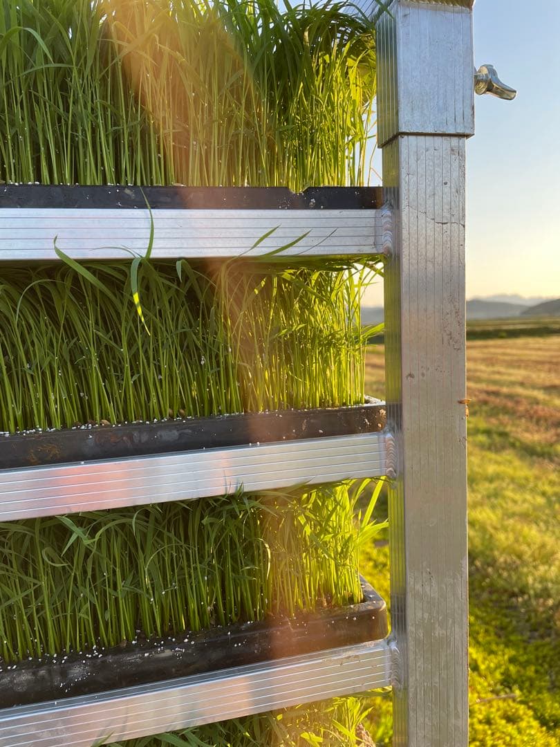 山形県産 はえぬき玄米 30kg 送料無料