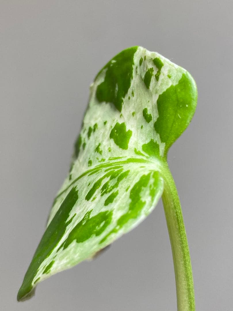 山*本様 【全葉斑入り‼️】モンステラ　デリシオーサ　バルバソー　フシギダネ/ベ