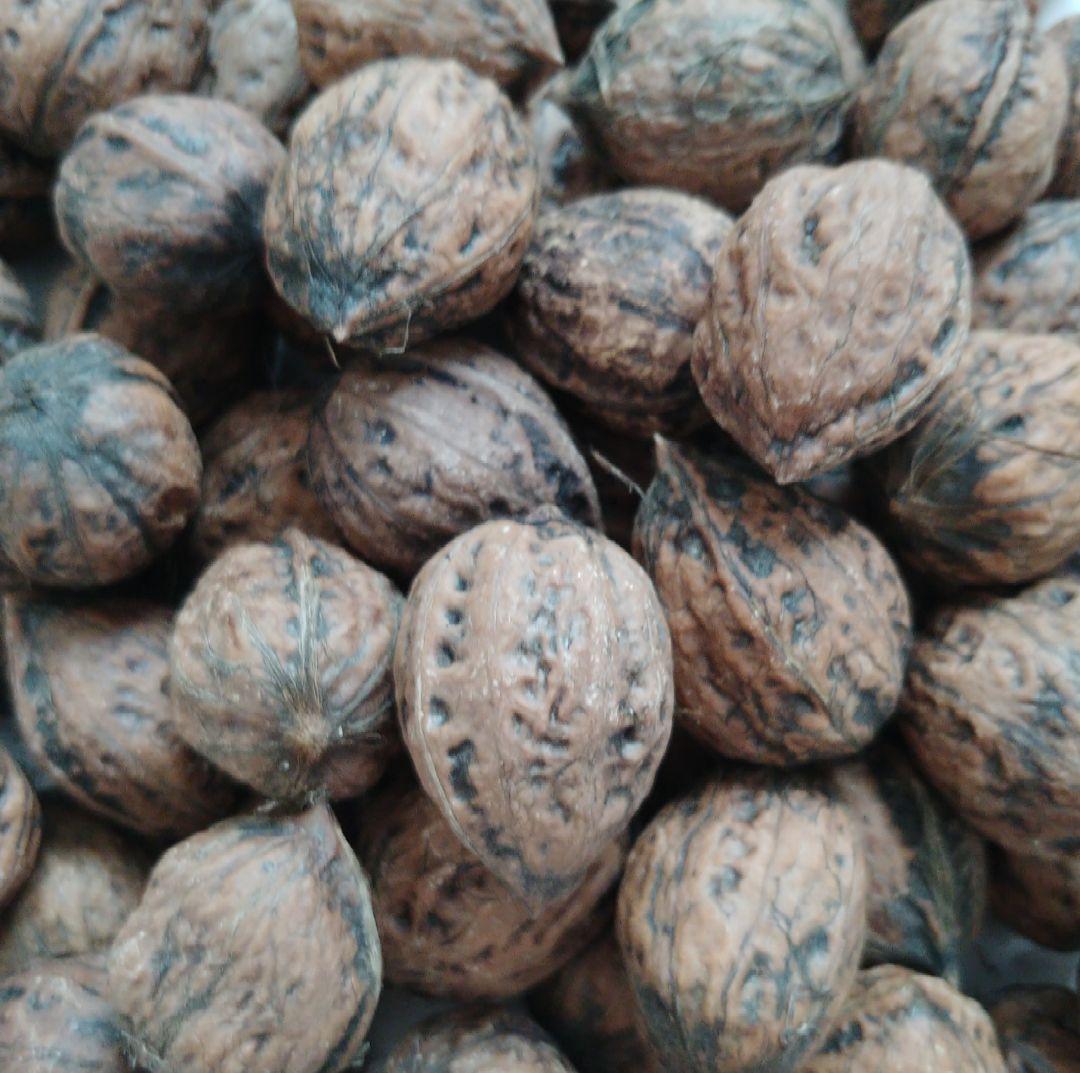 【令和7年収穫】新潟県産　鬼胡桃　約10キロ箱込