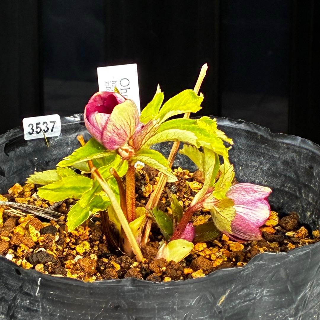 も*読様 3537☘️⭐️沢山⭐️蕾花付き☘️6号☘️極上☘️⭐️小輪⭐️ ハー