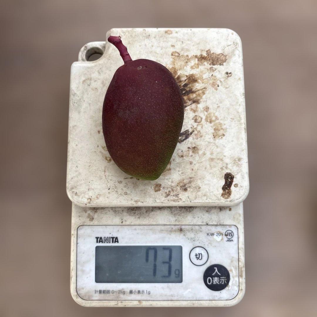 摘果マンゴー2/13