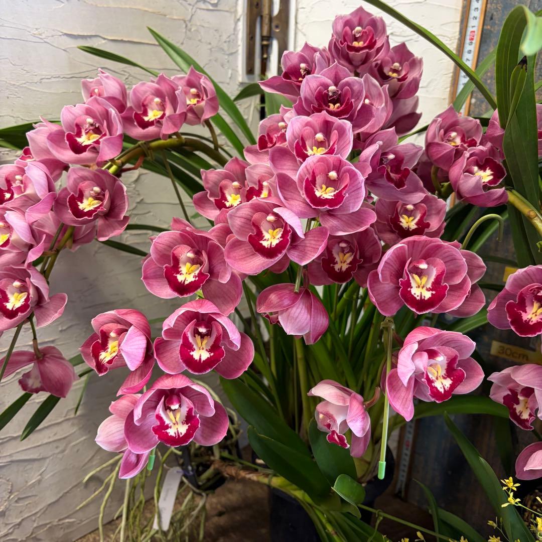 グ*チ様 蘭　育成用株　5つ　シンビジューム　バンダ　オンシジューム