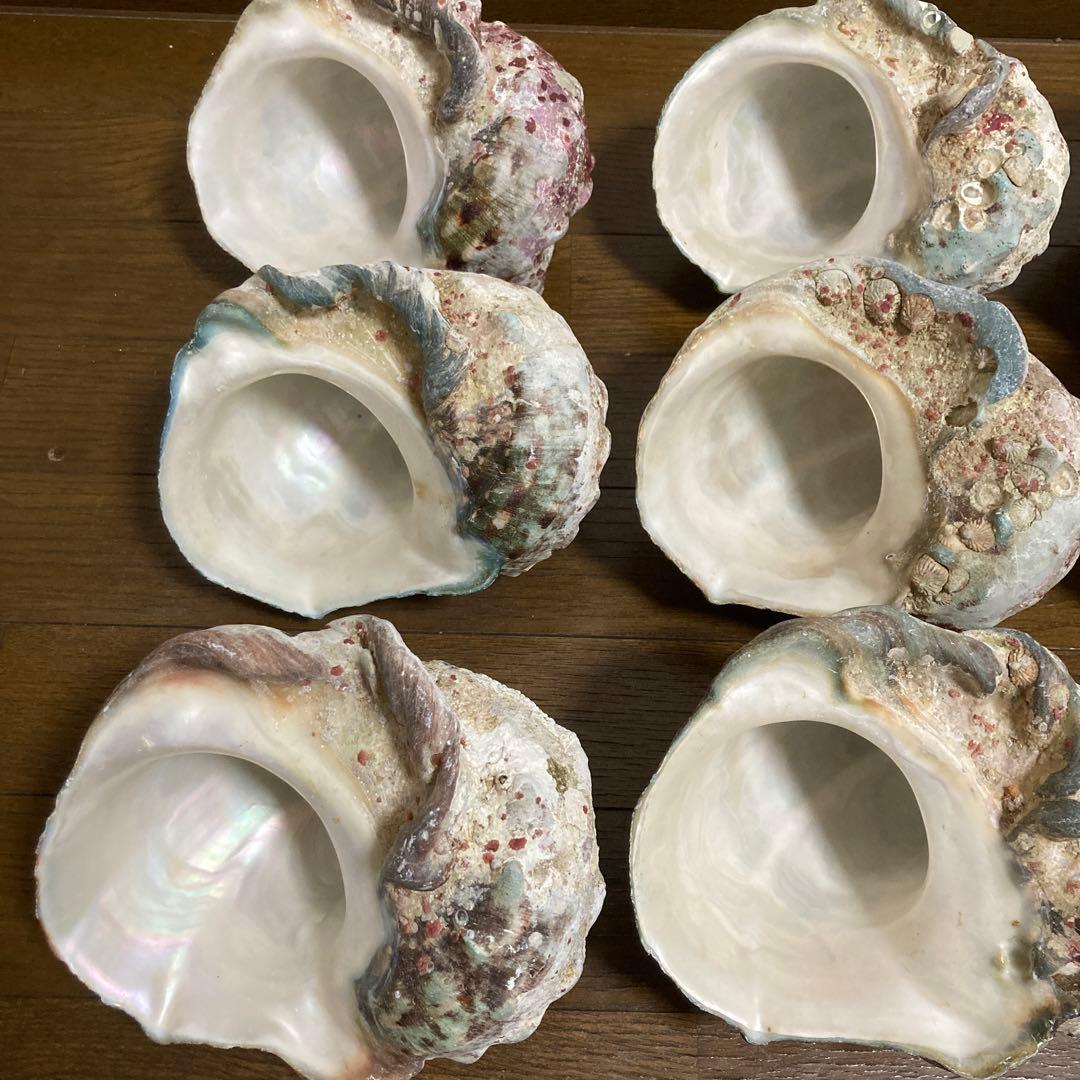 【沖縄産】夜光貝の殻　まとめ売り　9個　約9754g