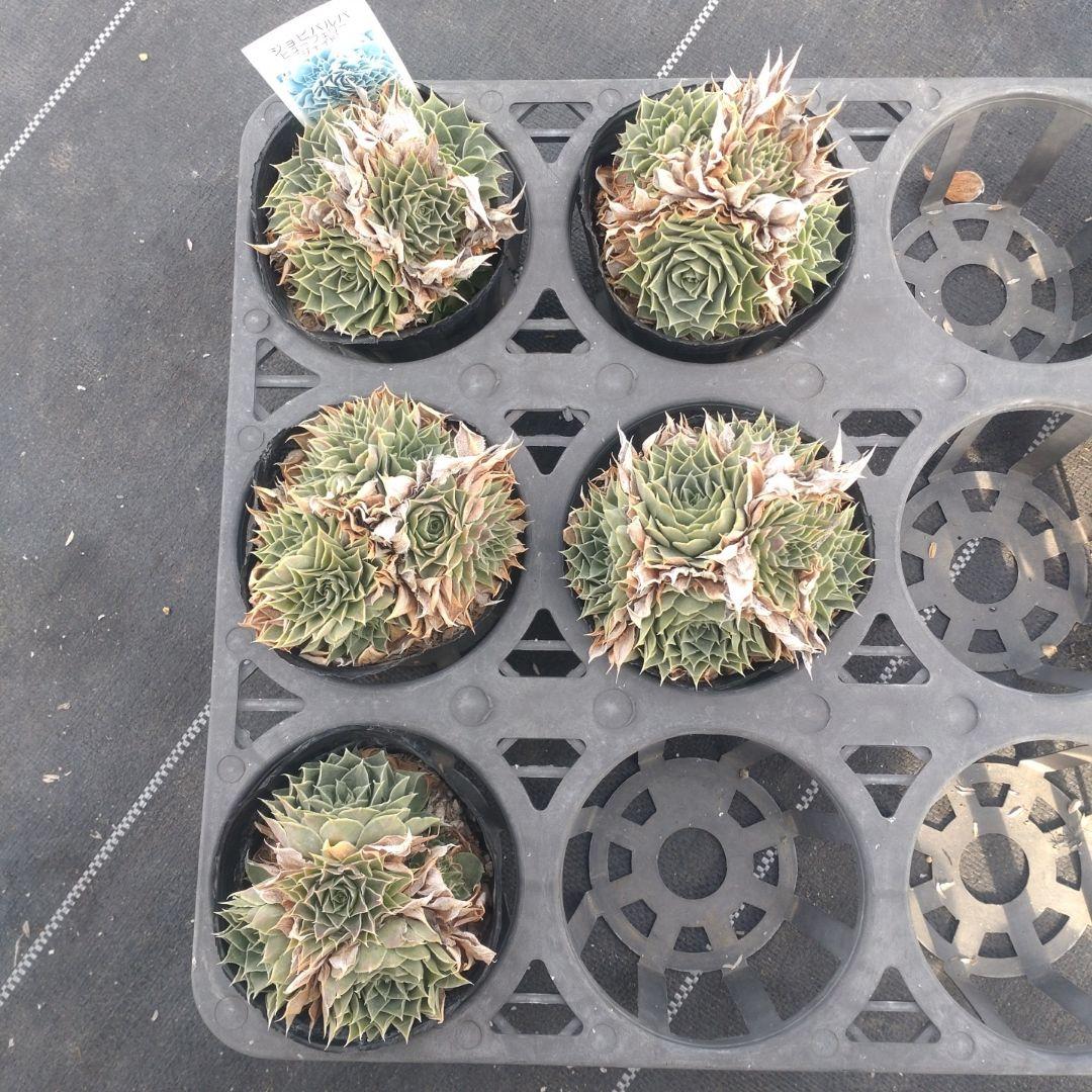 ガレージMさん専用