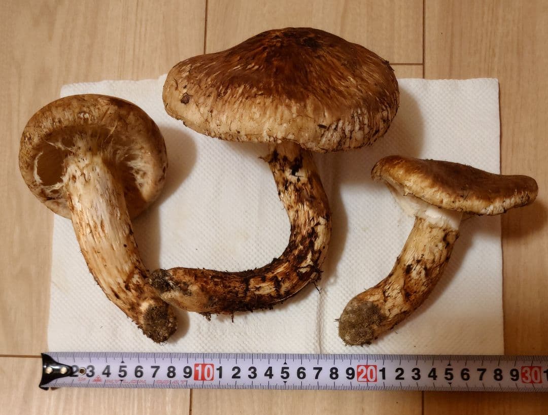 #岩手県岩手郡岩手町産天然松茸およそ350g