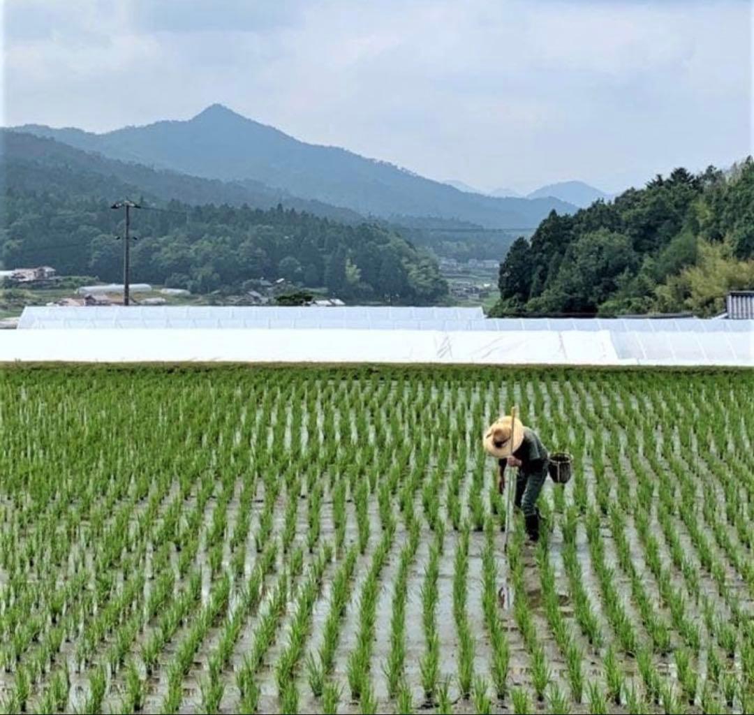 令和7年度産　山口県産（新米）10kg 恋の予感　白米/玄米　農家直送　送料無料