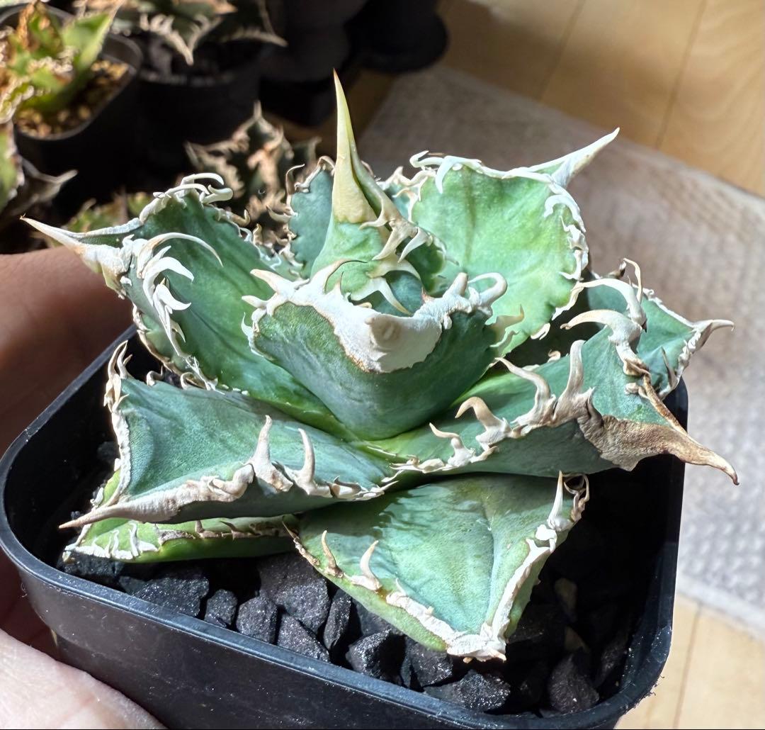 【鉢ごとメルカリ宅急便】アガベ チタノタ 大白鯊【置配・白棘・独特の鋸歯・低重心