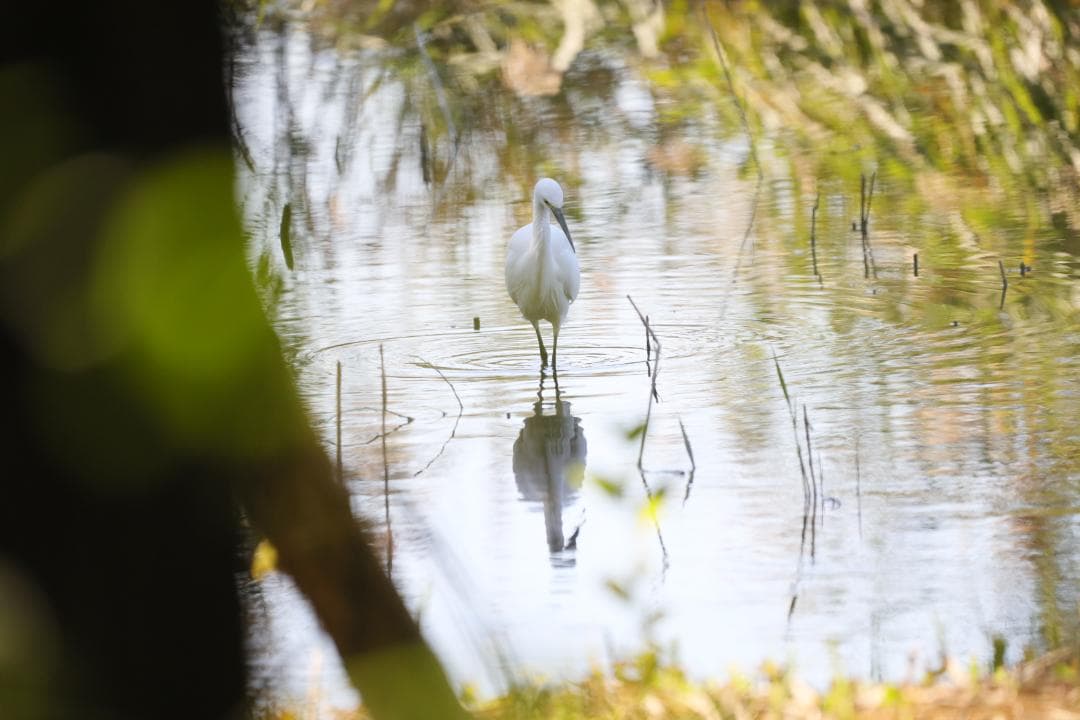 レンズ(ズーム) SIGMA 150-600mm F5-6.3 DG OS HSM