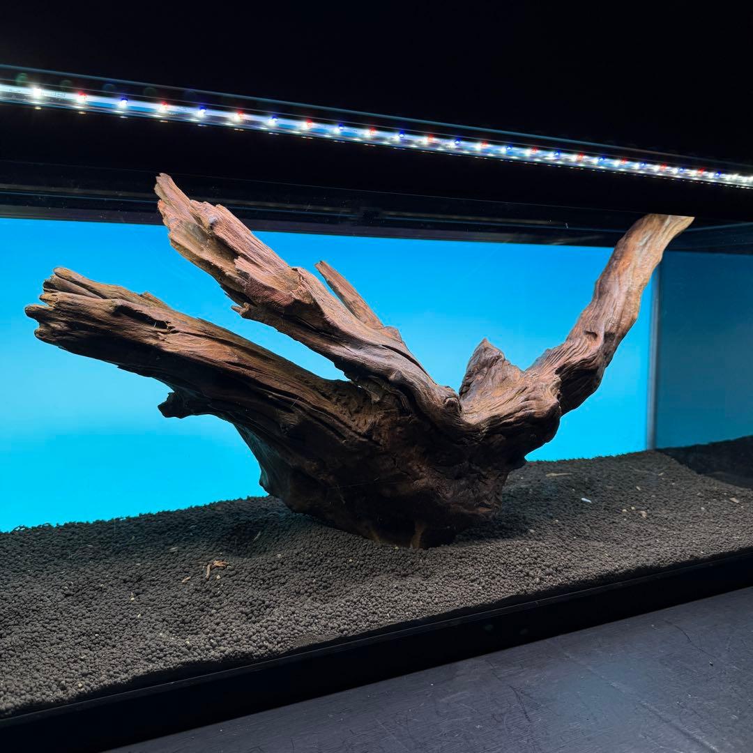 MRW-6797 特大赤系流木　アーチ流木　一点物　90cm水槽用