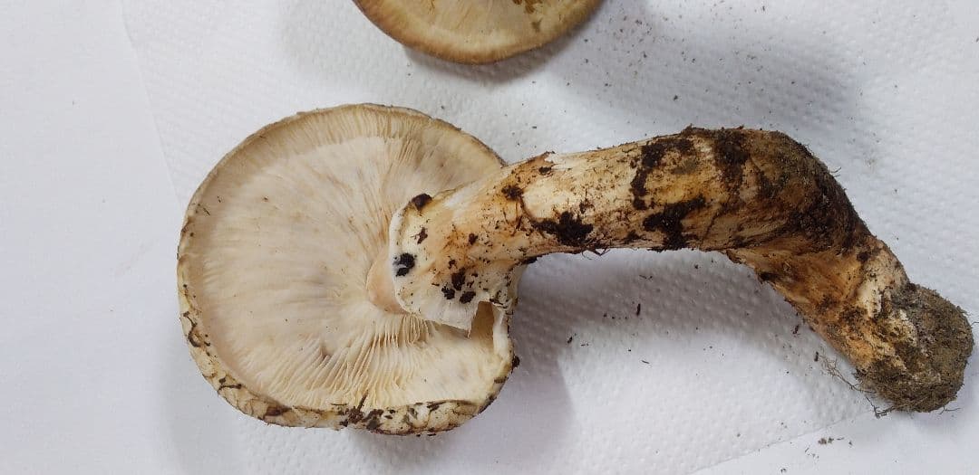 2 国産　松茸　長野県　送料込み