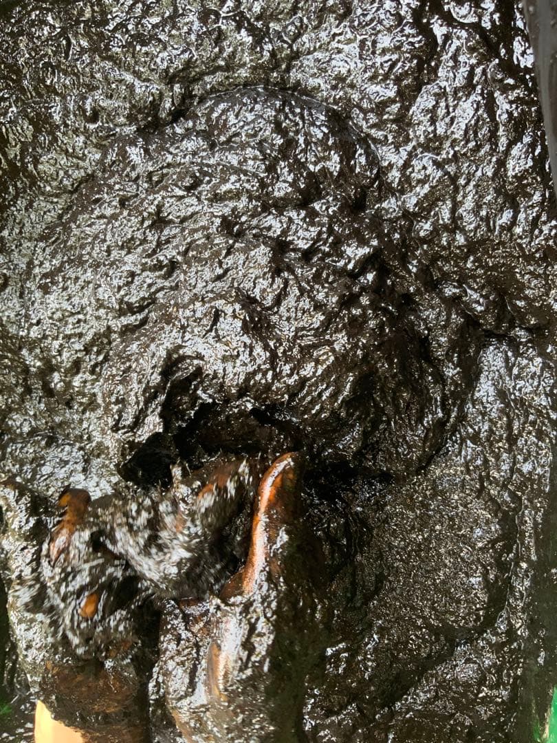 2025 正藍染　鯉のぼり　大単体　名入れあり