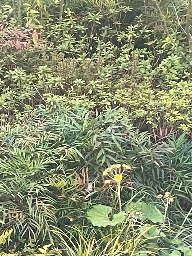 Apple iPhone 12 128GB 海外中古購入 SIMフリー