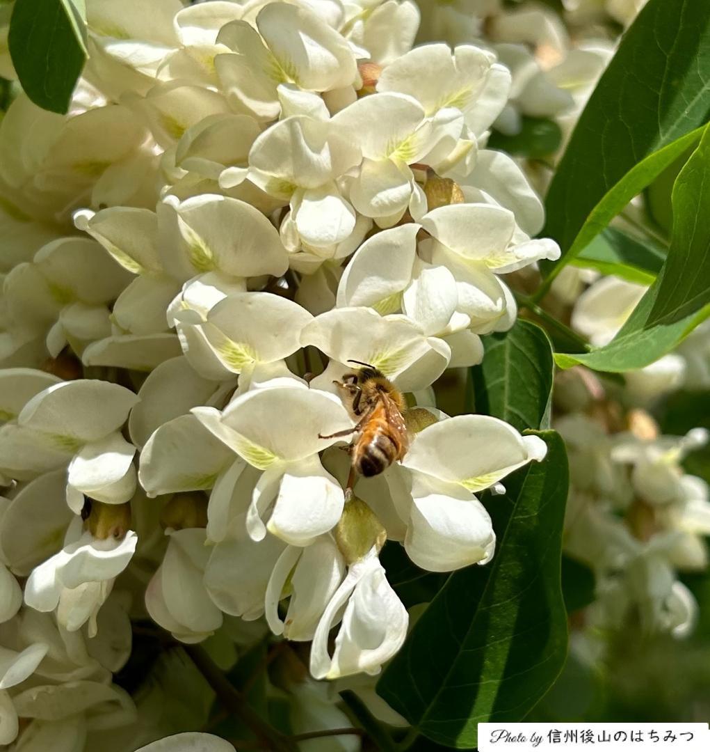 【再】アカシア 百花 1000g 各１本 長野県産 国産蜂蜜 生蜂蜜 西洋蜜蜂z