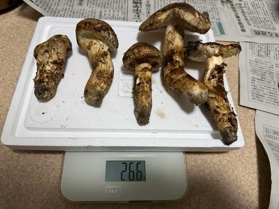 【10月28日午後採取】広島県産松茸　266グラム