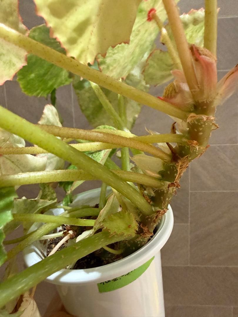 ベゴニア ルージュ バリエガータ