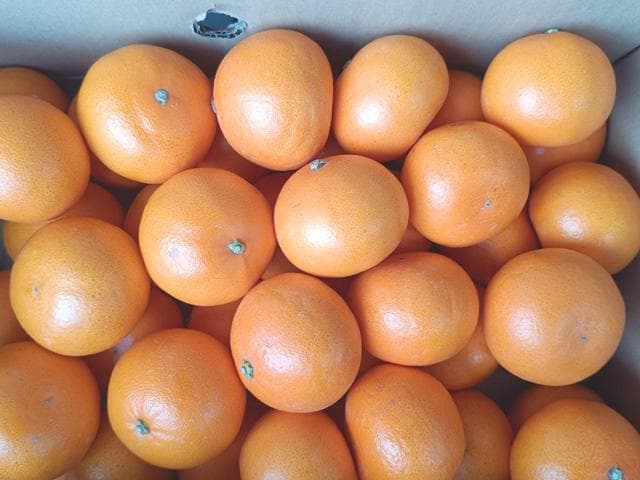 【送料無料】【小玉】佐賀産　ブランド柑橘『せとか』Ｓ　20ｋｇ