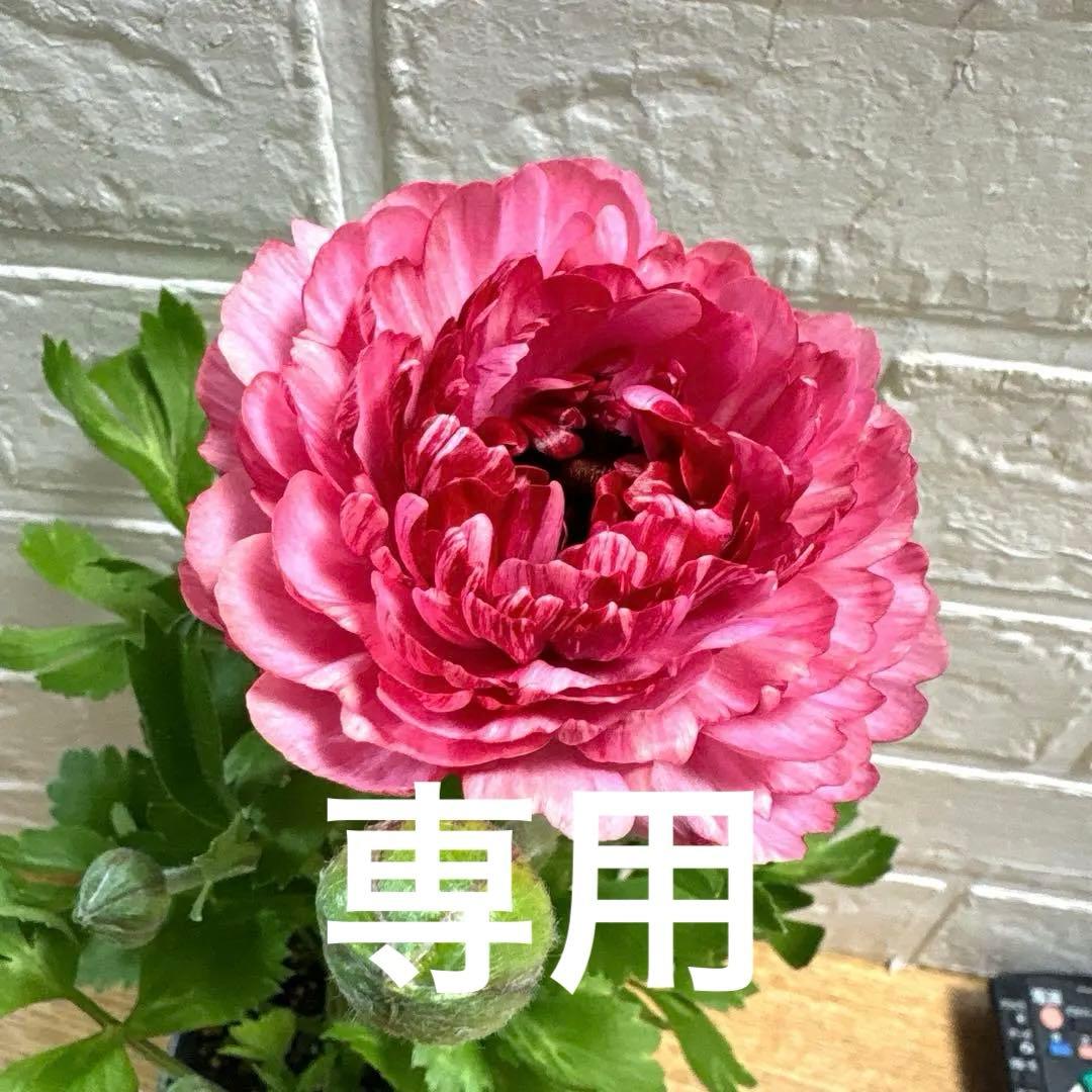 ジャイラナンキュラスラックス♡イカロス♡3.5号ロング3点♡メルカリ便