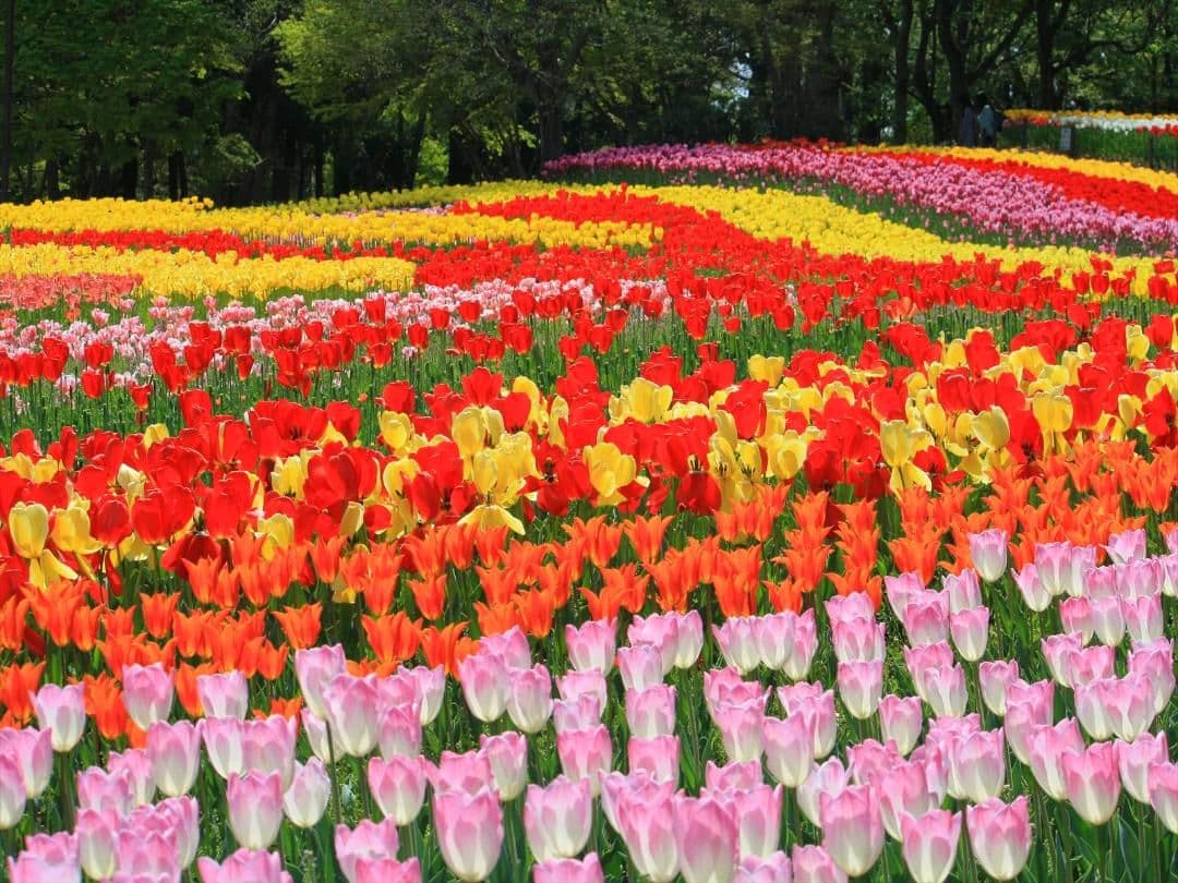 キヤノン　EF-S55-250mm F4-5.6 IS