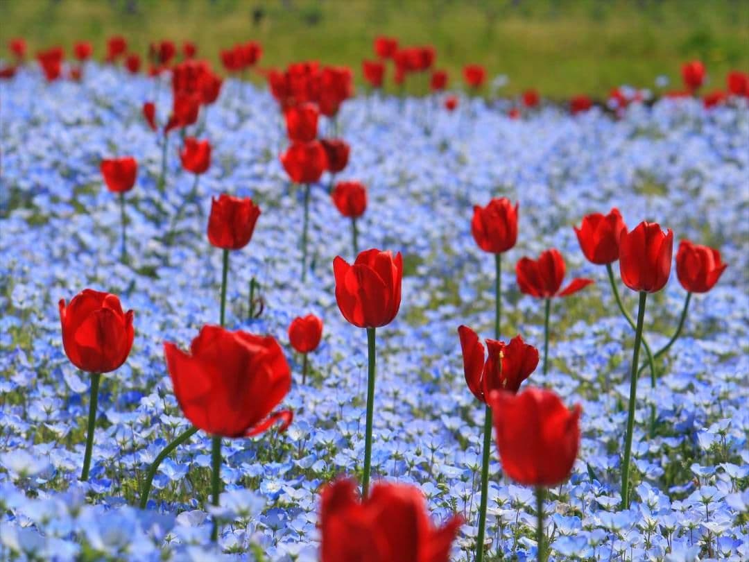 キヤノン　EF-S55-250mm F4-5.6 IS