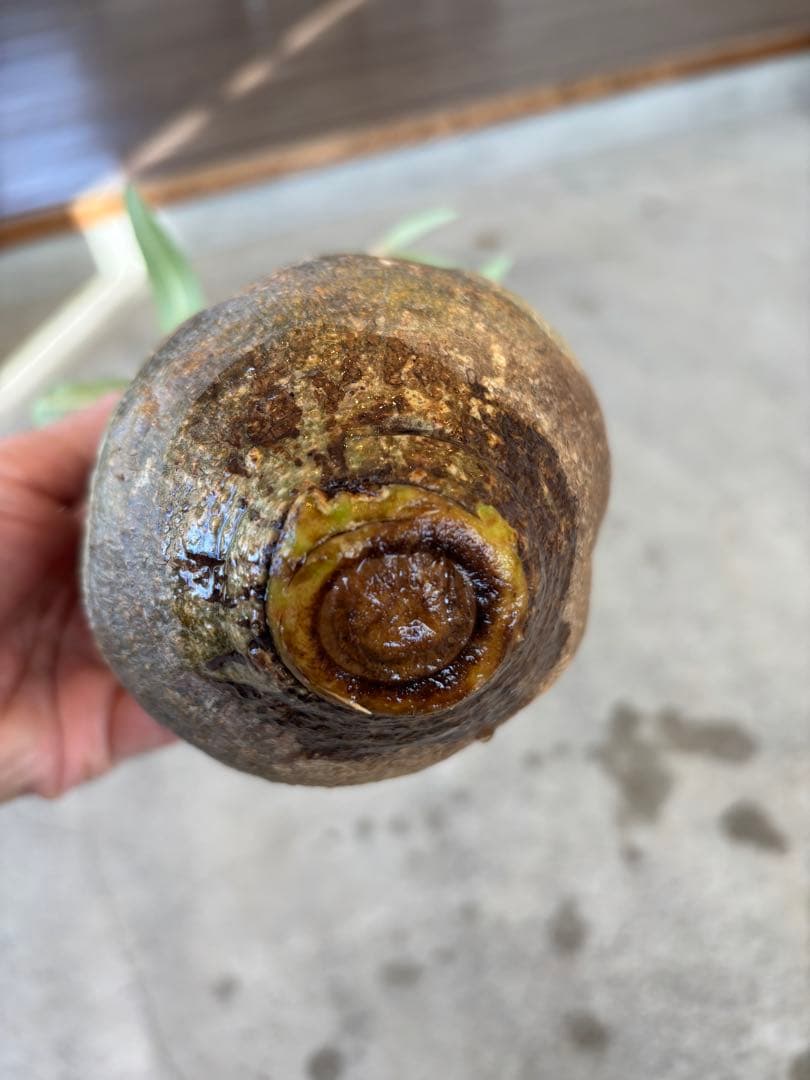 グラキリス　ベアルート