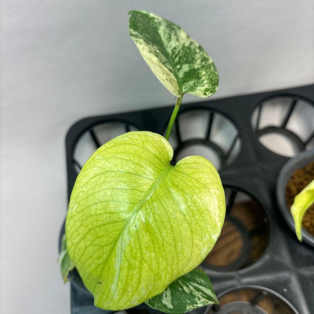 ぴ*く様 5株セットms40【特別選抜】ホワイトモンスター／天津蘭 モンステラ斑