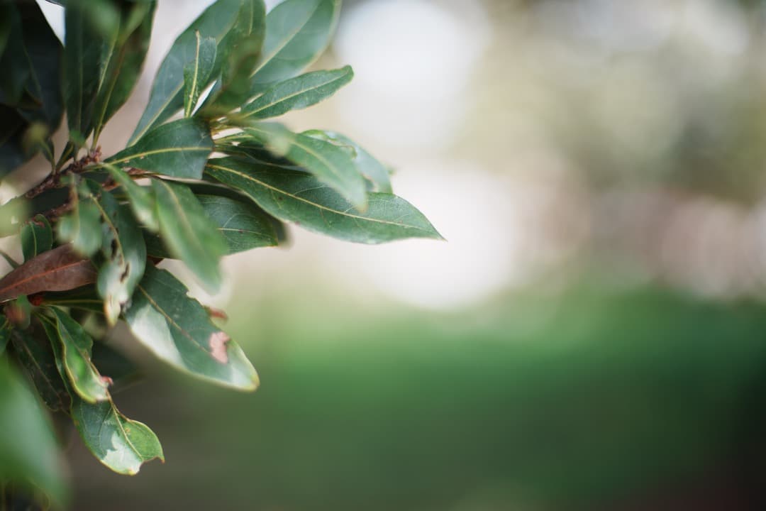 【極美品】AF◎ ニコン Ai AF Nikkor 50mm F1.4 D 15