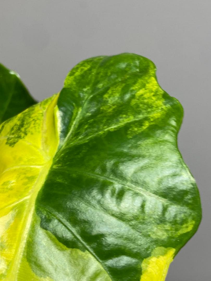 自*間様 【超希少‼️】アロカシア　ポルトドラ/ポルトラ　斑入り　オーレア　黄斑