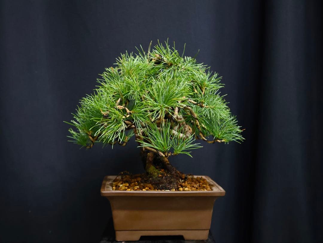 い*ん様 300人記念オークション　五葉松 小品盆栽 盆栽　樹高19cm 模様木