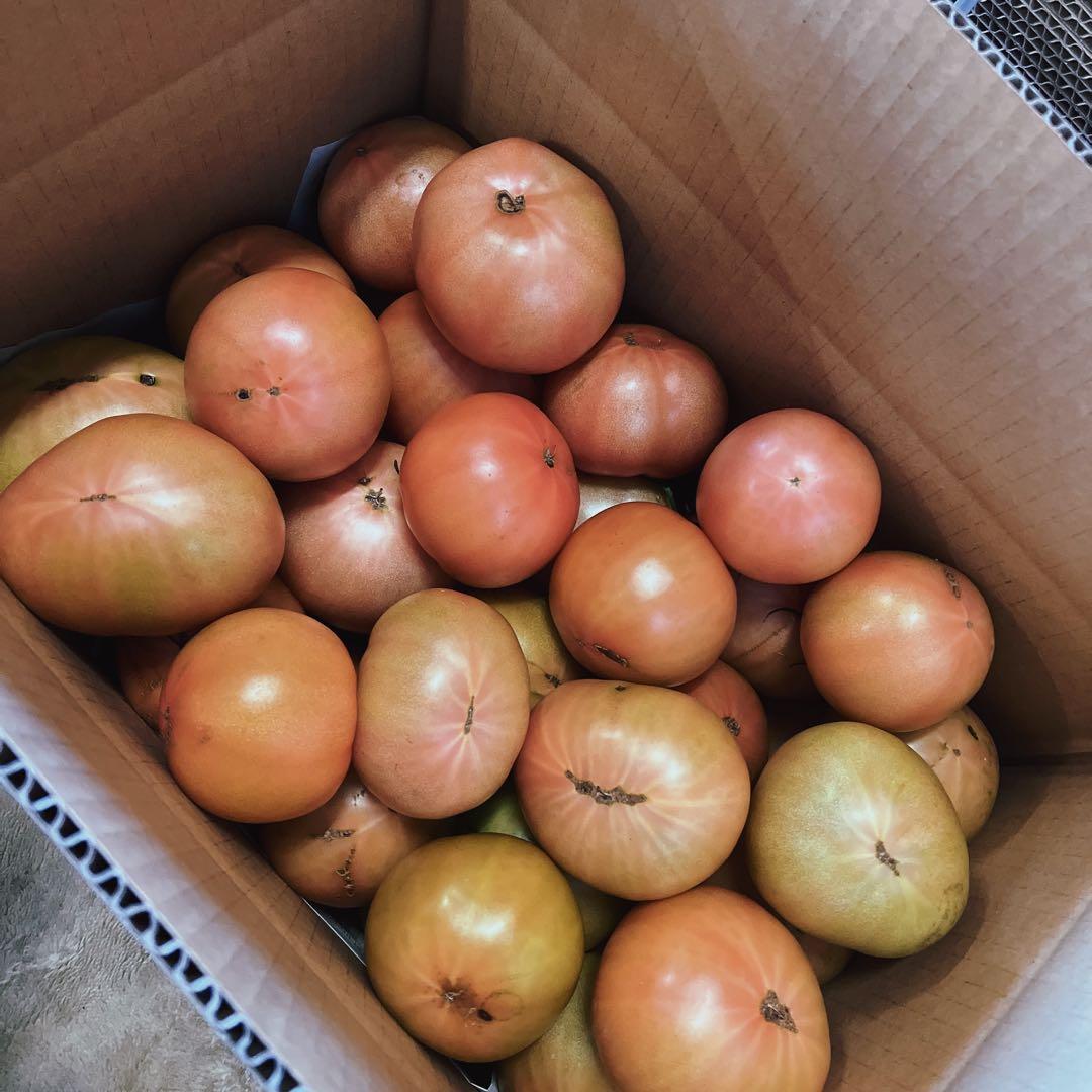 マギ‼️火曜日出荷予定‼️訳ありトマト9キロ以上