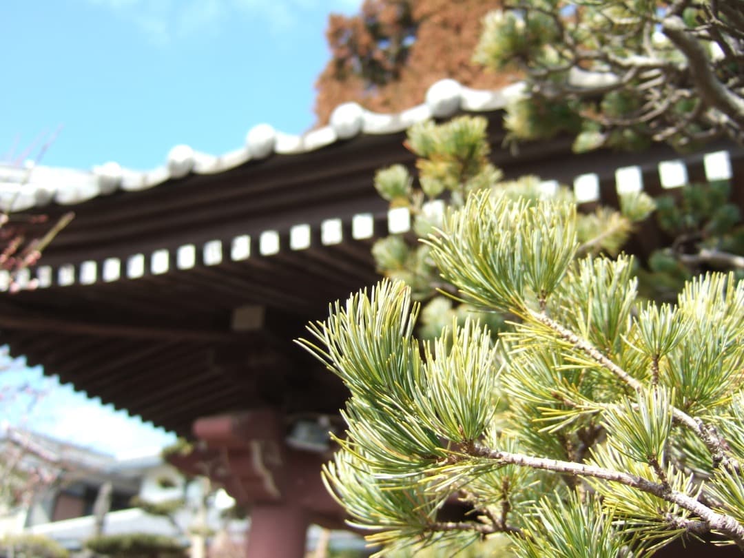 実写美⭕️【動作確認済】FUJIFILM FinePix F11 デジカメ