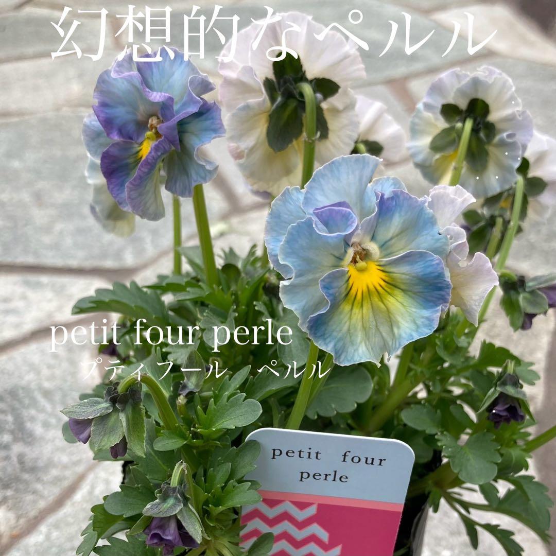 u*b様 プティフール　ビオラ　ハルグリン　送料込み