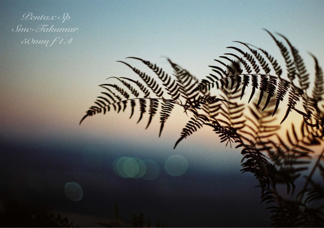 pentax sp セット★完動品＊美品＊初期保証付★作例多数★フィルム入門に！