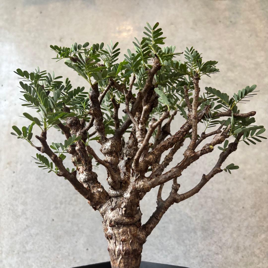 y*a様 センナ メリディオナリス13