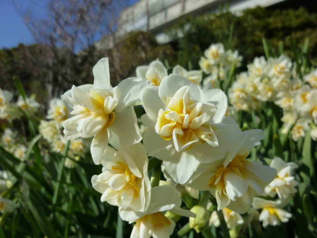 実写良⭕️【動作確認済】Panasonic LUMIX DMC-ZX1