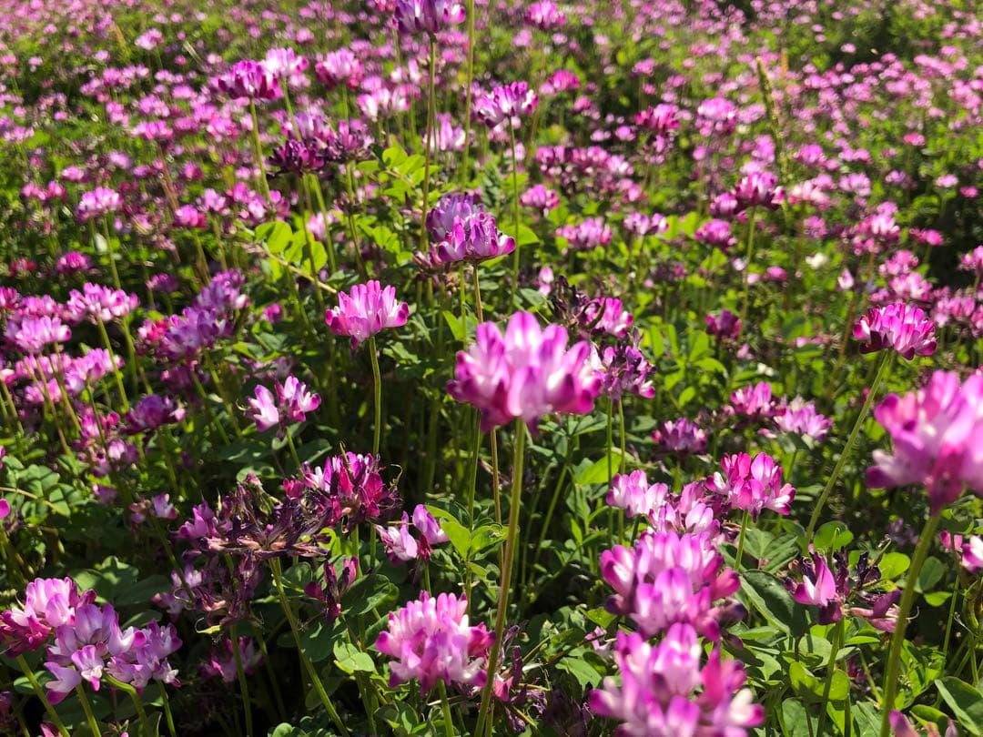 岡山県産きぬむすめ精米10kg(2025年10月収穫)いっ